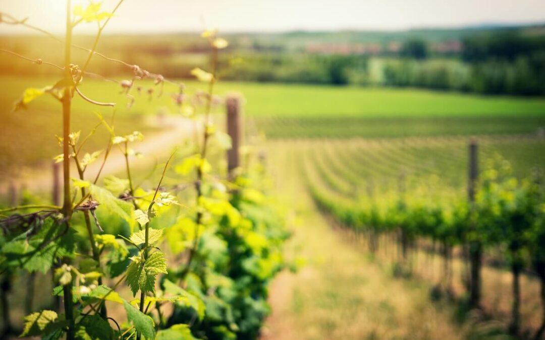 The 10 Best Wineries Near Shenandoah National Park You Have to Try