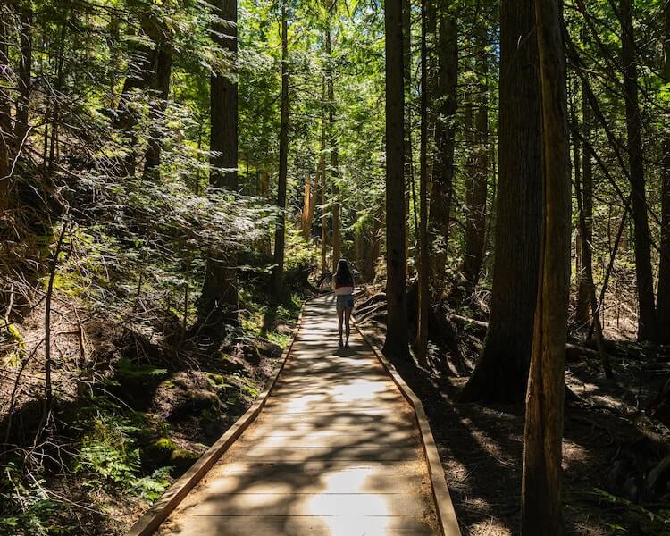 Hiking trail surrounded by trees at Glacier National Park