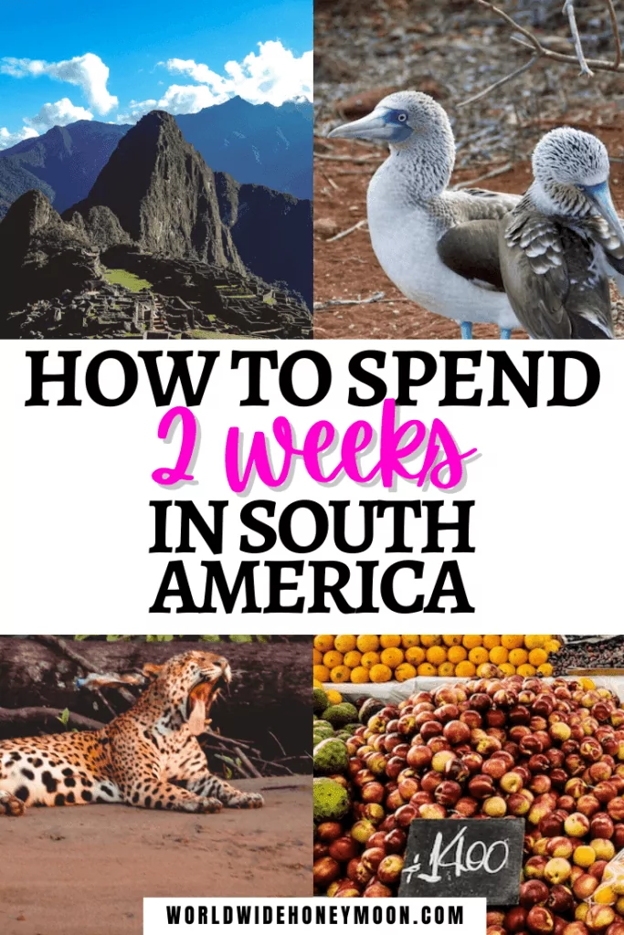 How to Spend 2 Weeks in South America - Photos top right going clockwise- two blue footed boobies standing together with one cleaning his wings, fruit for sale at a market, jaguar yawning along a river bank, Machu Picchu on a sunny day.png