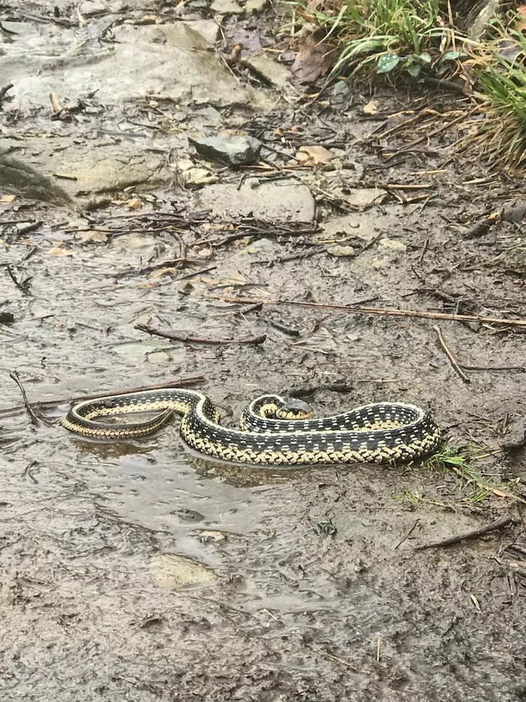 Snake on the Compton Peak Hike