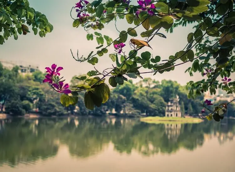 Views of Hoan Kiem Lake with a tree with purple blossoms in the foreground