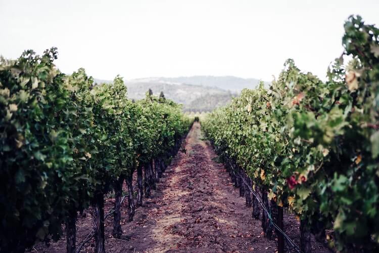 Vineyard in Napa Valley