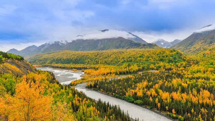 Yellow Fall Foliage in Alaska