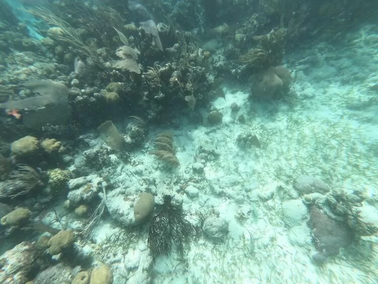 Coral reefs taken at the Belize Great Barrier Reef