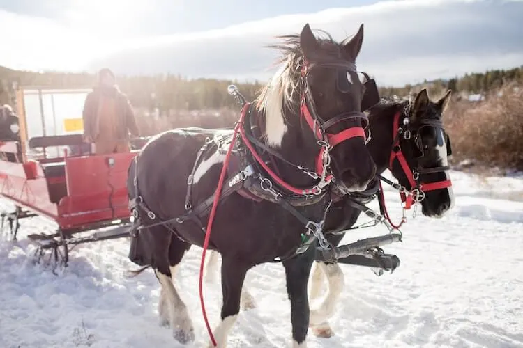 sleigh ride with two horses pulling