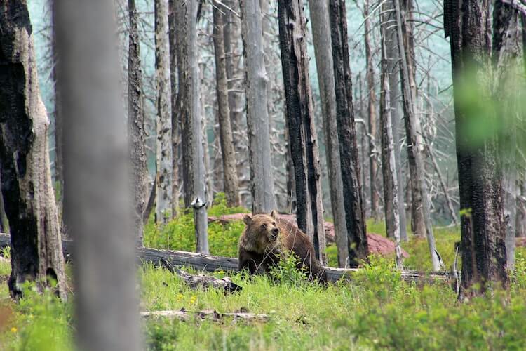 Grizzly Bear in Glacier National Park