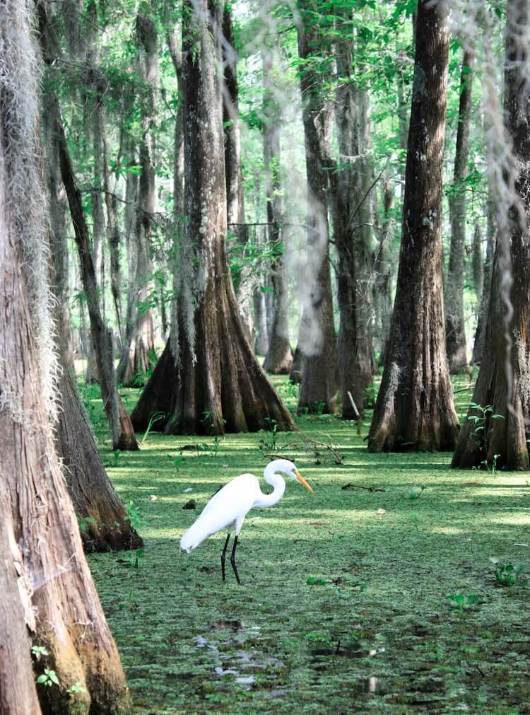 Heron in the swamps of Everglades National Park