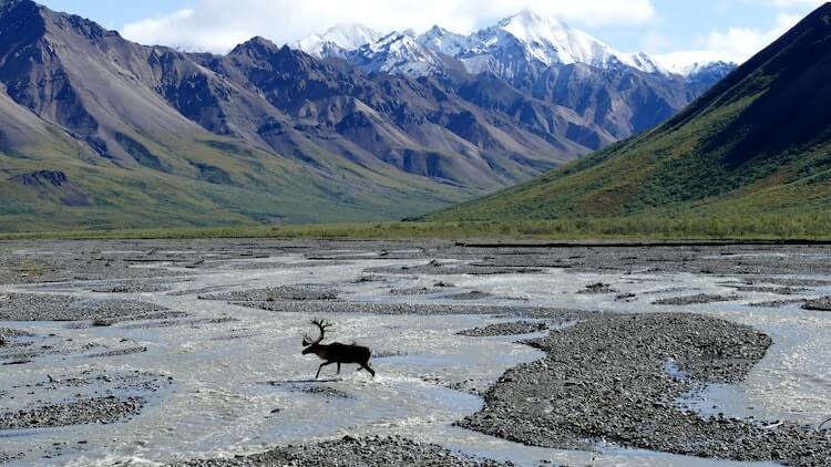 Moose in a river in Denali National Park Honeymoon