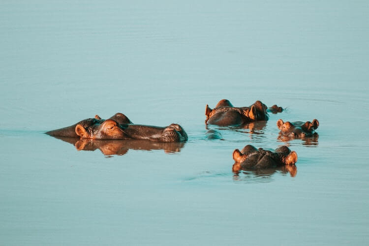 4 hippo heads floating in the water in a river
