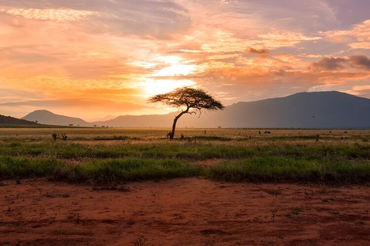 African savannah at sunset with a tree in the foreground and mountains in the background