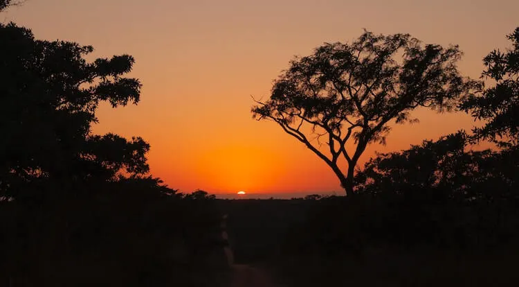 African savannah at sunset with trees in the foreground