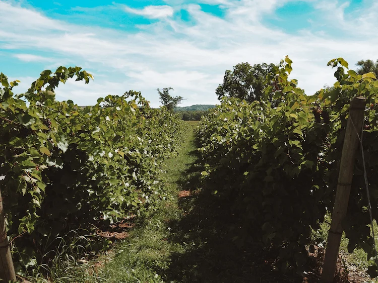 Best Wineries Along Lake Erie Wine Trail | Vines