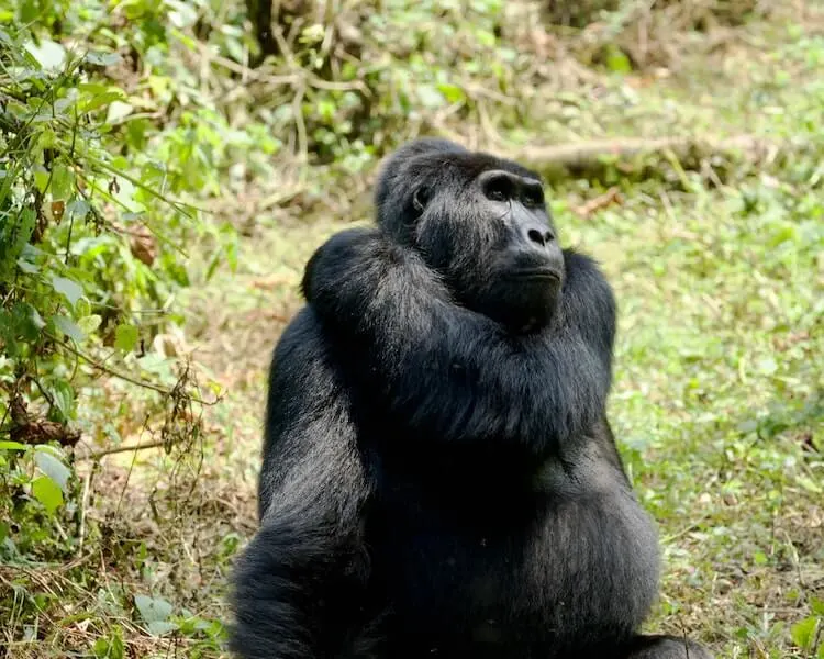 Female gorilla sitting in the grass