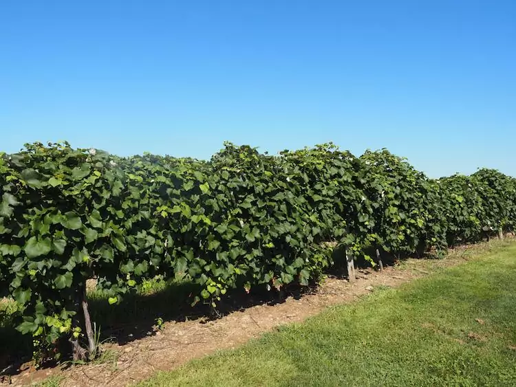 Grapevines in a vineyard | Best Wineries in Lake Chautauqua