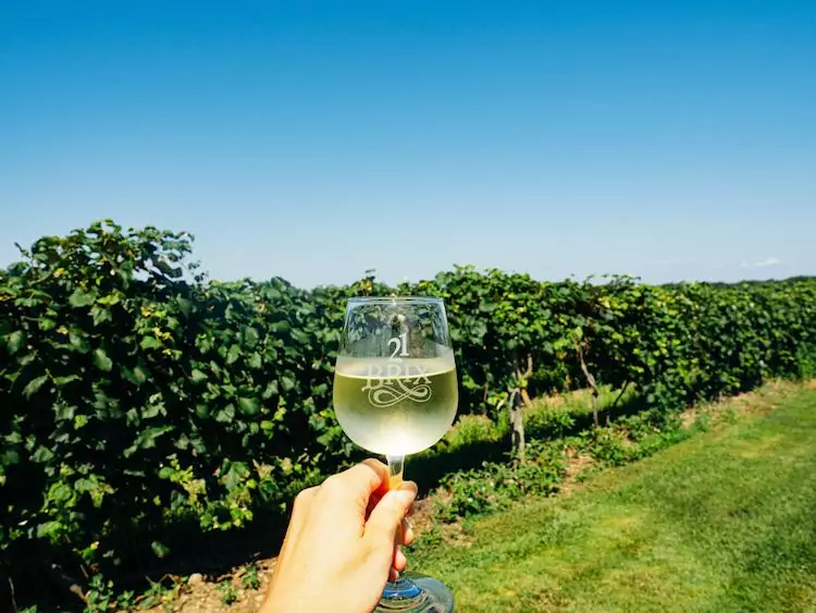 Hand holding white wine glass in front of vines at 21 Brix