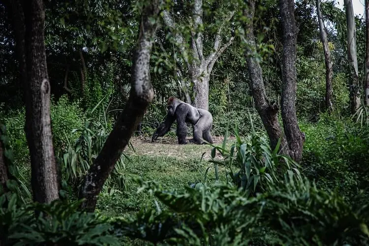 How Much Does an African Safari Cost - male gorilla walking through the jungle