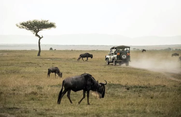 How Much Does an African Safari Cost - wildebeest and a safari vehicle on the savannah