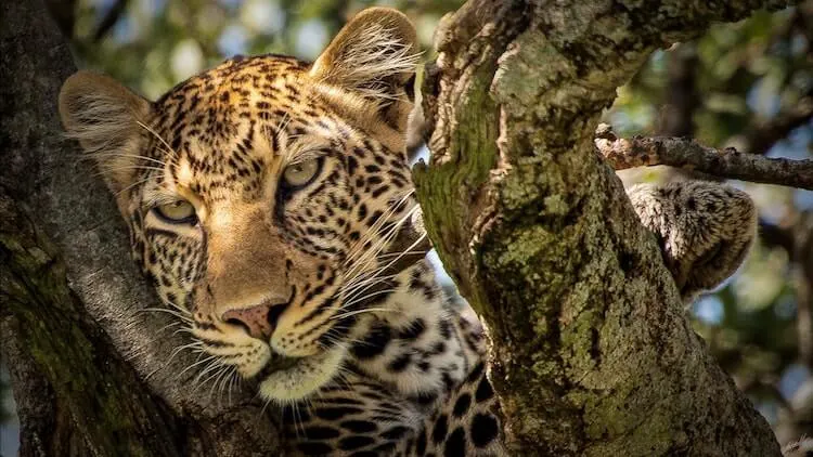 Leopard lounging in a tree