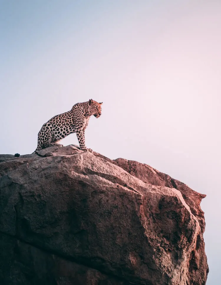 Leopard on a rock