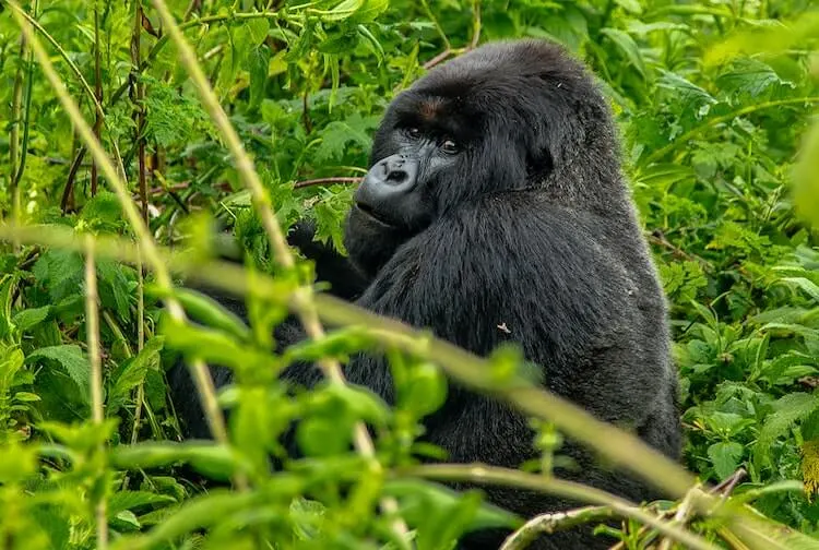 Male gorilla sitting and eating plants