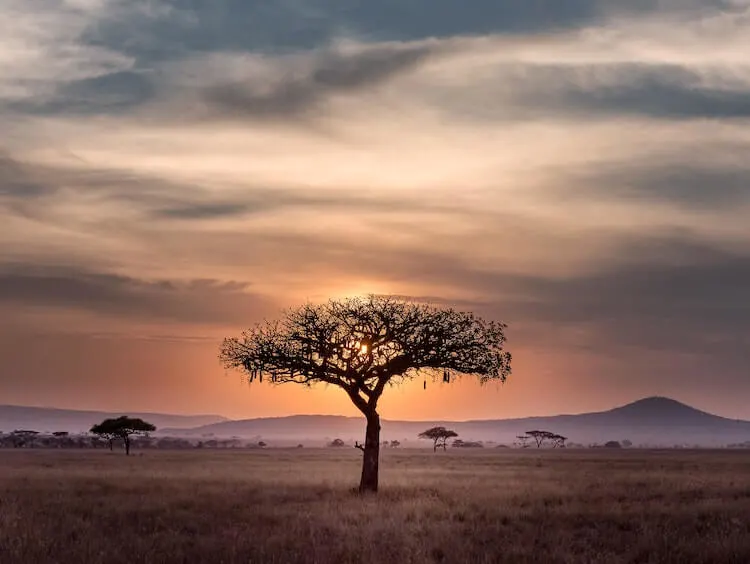 Serengeti in Tanzania