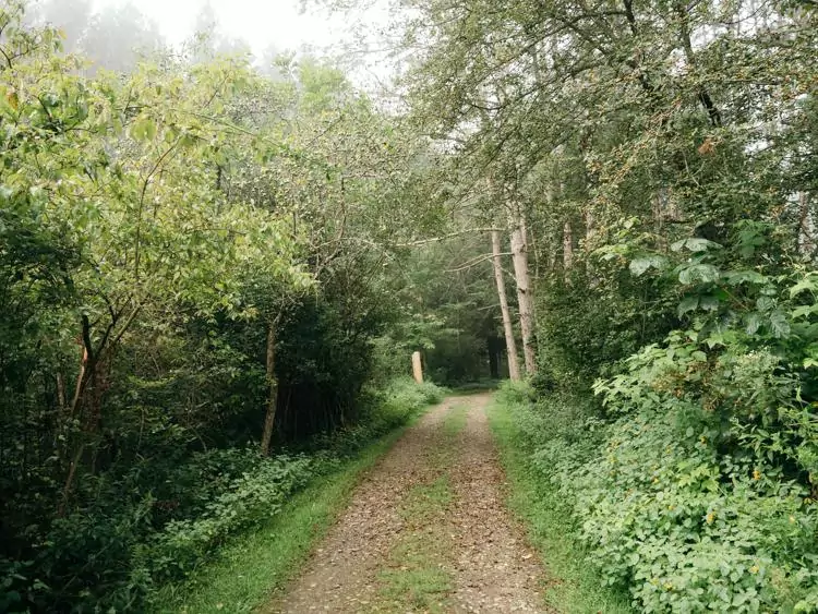 Trail on a foggy morning | Things to do at Chautauqua Lake