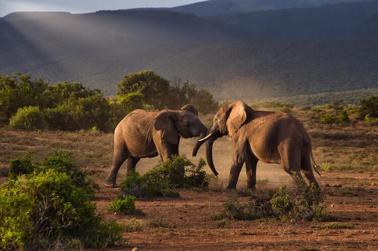 Two elephants fighting