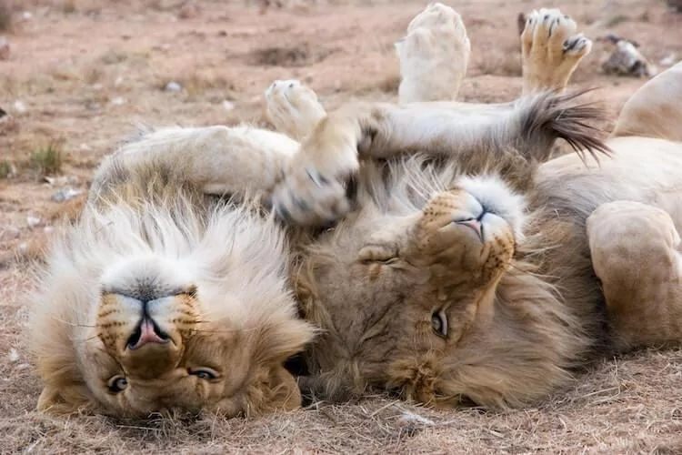 Two male lions on their backs lounging