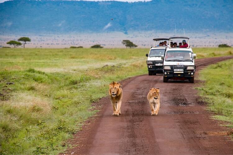 Two safari vehicles following 2 lions on a dirt road