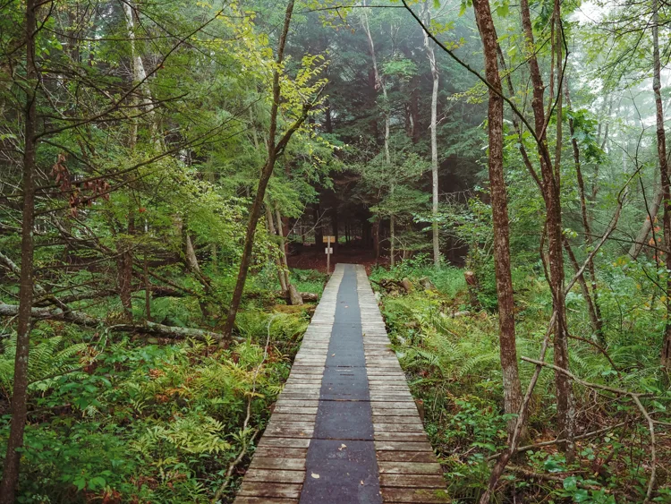 Wooden path in the forest