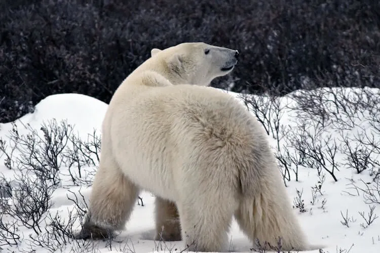 polar bear in Churchill Canada