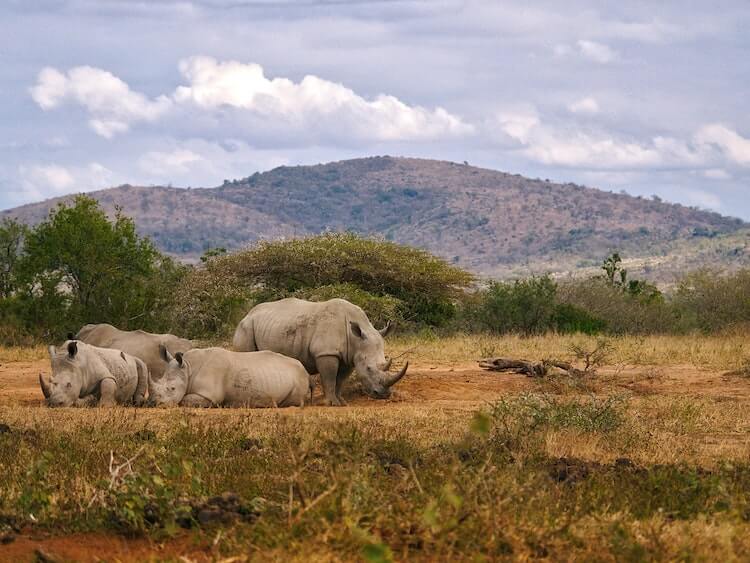 rhinos lounging on the ground with mountains in the background