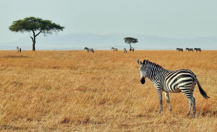 zebras and trees in the African savannah