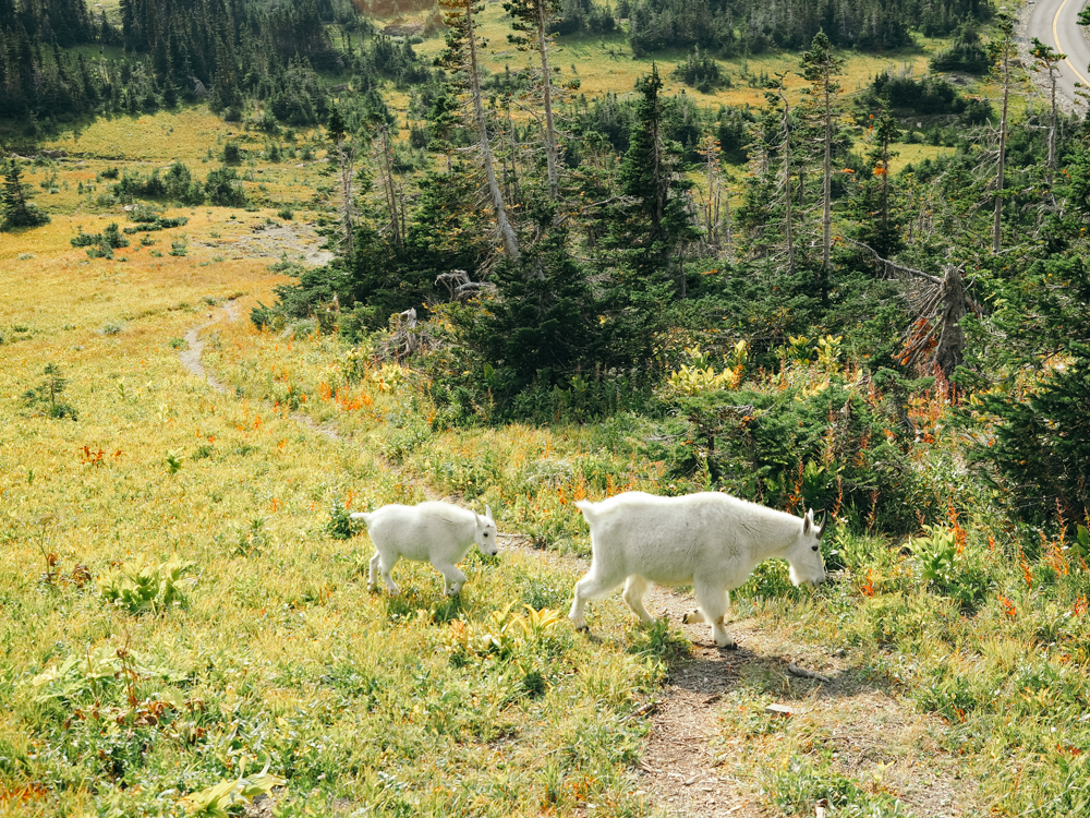 A mama and baby mountain goat crossing the Highline Trail | Itinerary for Glacier National Park