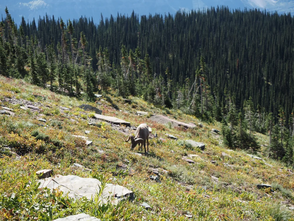 Bighorn sheep by the trail eating grass along the Highline Trail