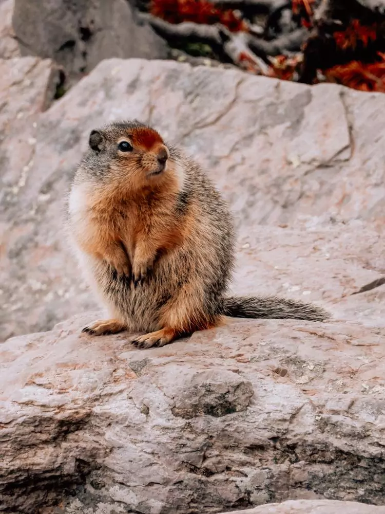 Ground Squirrel on its hind legs and looking right at Glacier National Park