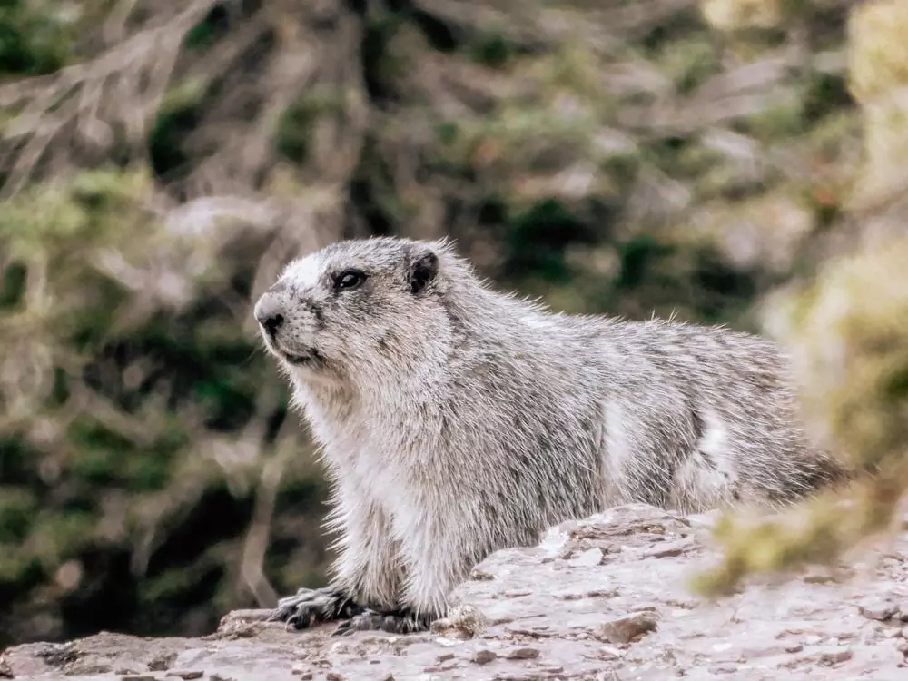 Marmot up close on a rock in Glacier National Park