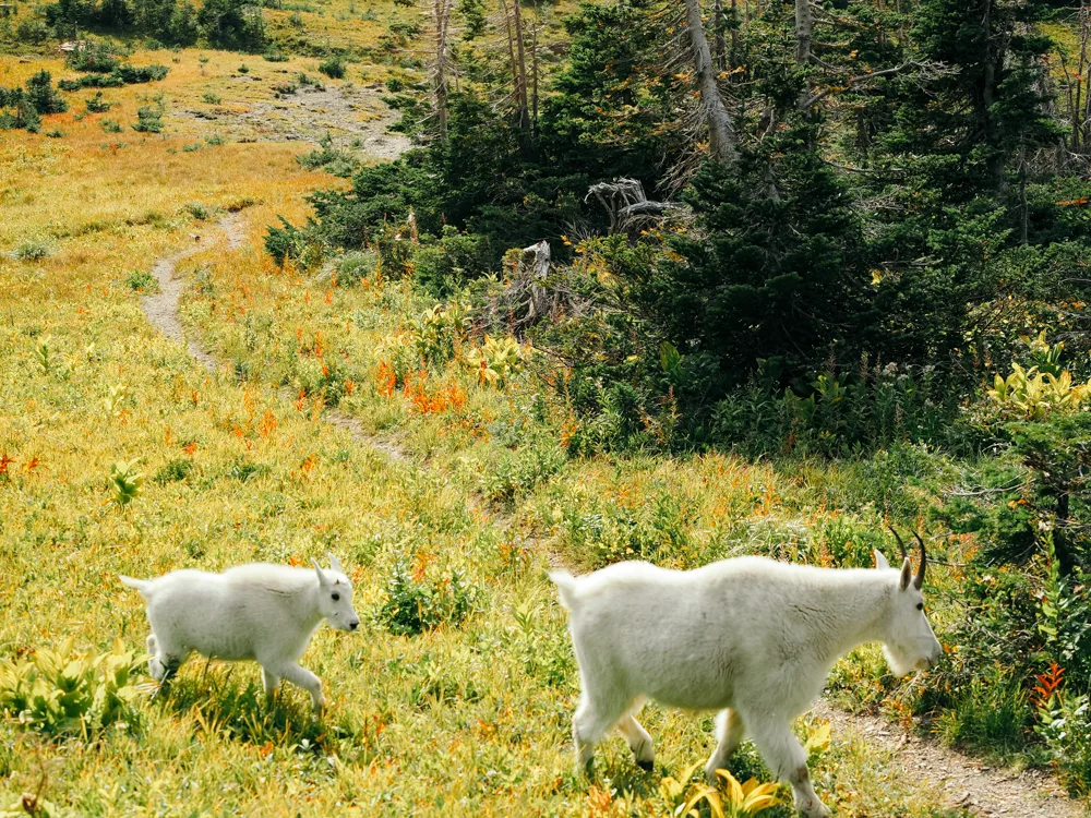 Mom and baby white mountain goats along the Highline Trail