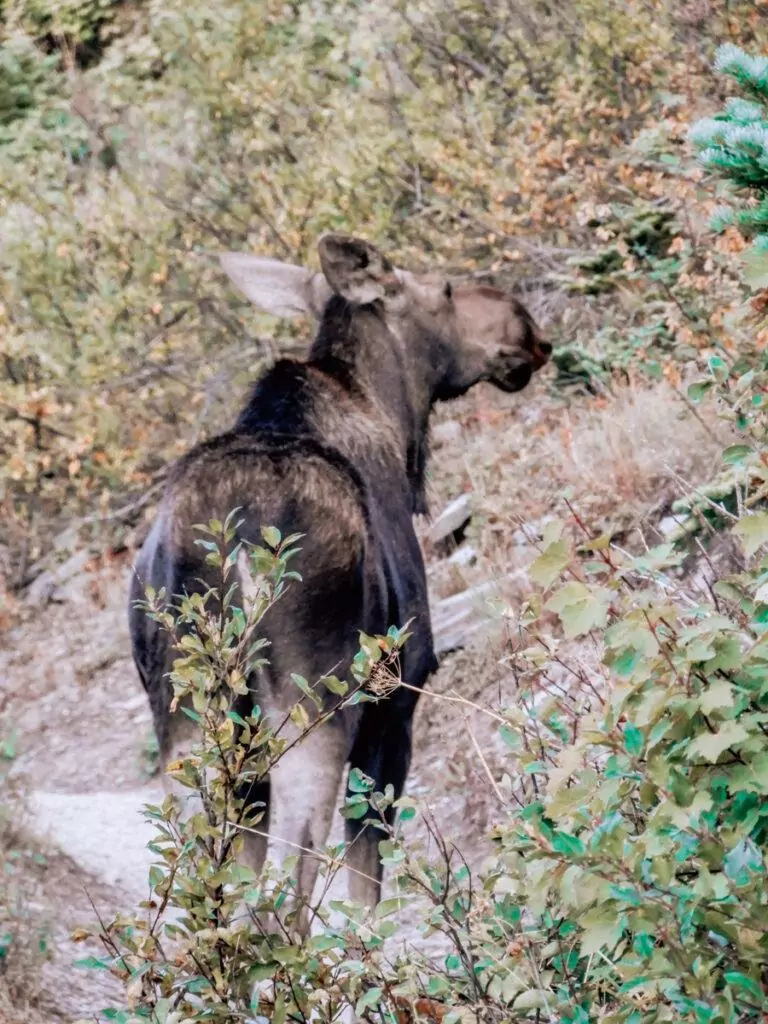 Moose facing away from camera along the Grinnell Glacier Trail