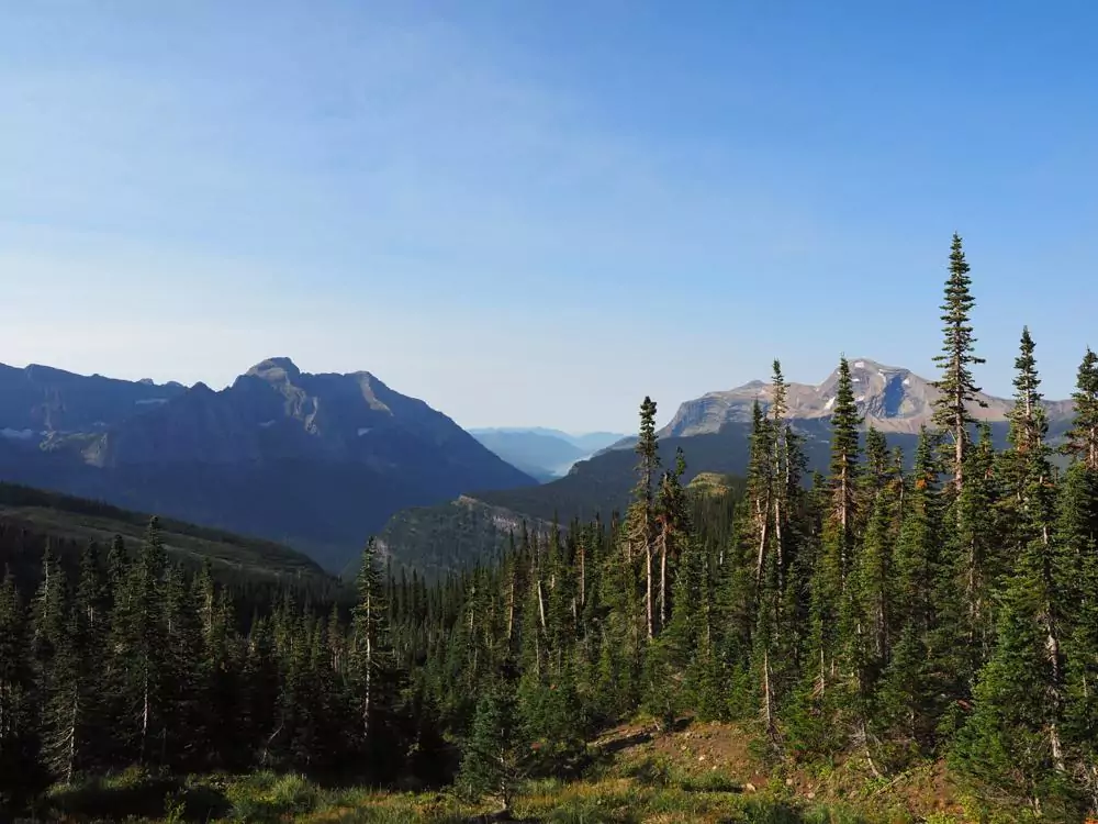 Pine trees and mountains in Glacier National Park