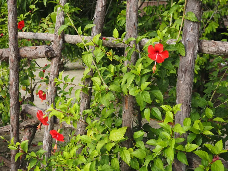 Flowers in Hopkins