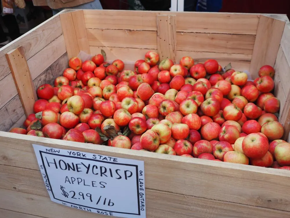 Honeycrisp apples in a bin a Ithaca AppleFest