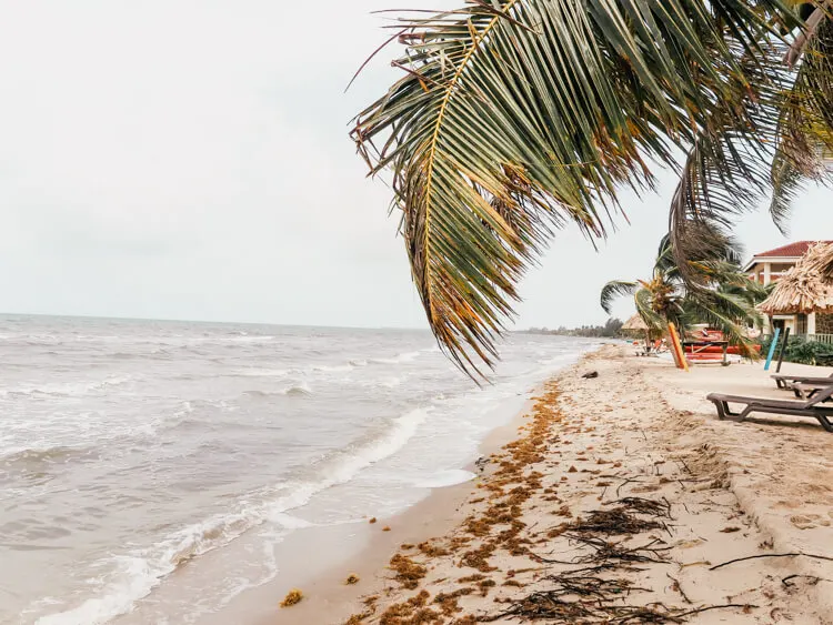 Hopkins Beach with palm tree leaves