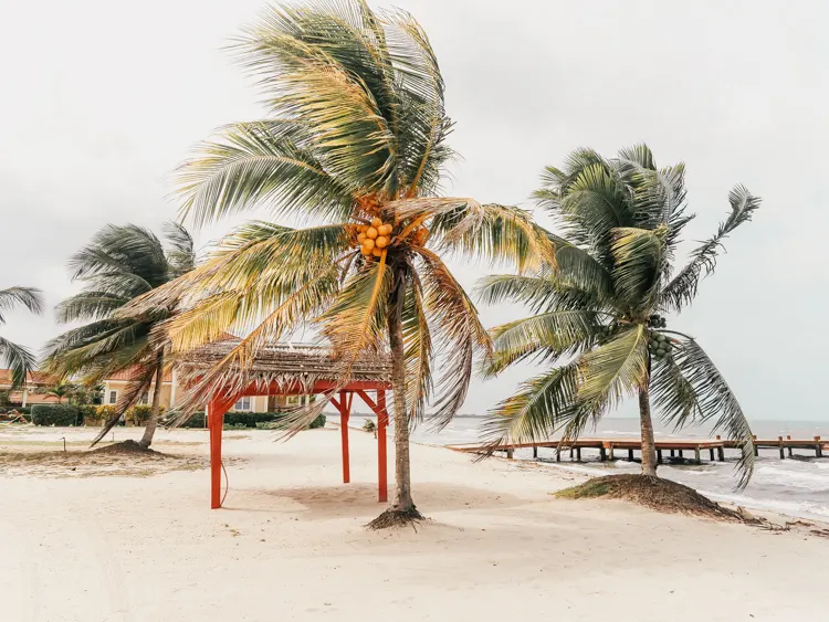 Palm trees in the wind at Hopkins Bay Resort