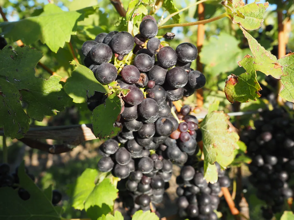 Red grape vine up close