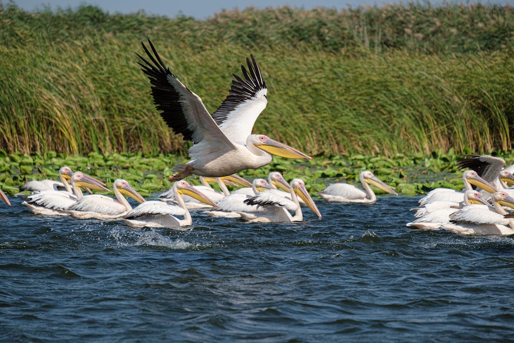 Africa Honeymoon Destinations | Birds in the water at the Okavango Delta