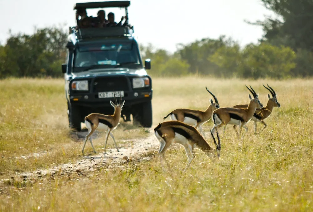Africa Honeymoon Destinations | safari vehicle