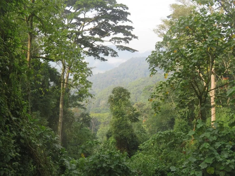 Bwindi Impenetrable National Park thick forest