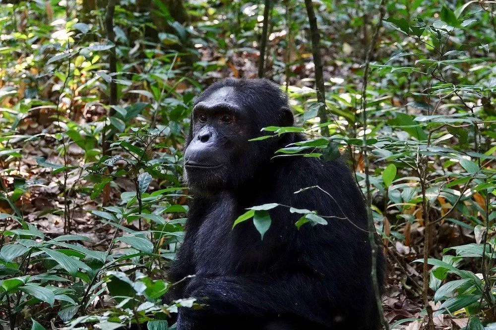 Chimpanzee in Kibale | African Honeymoon Destinations