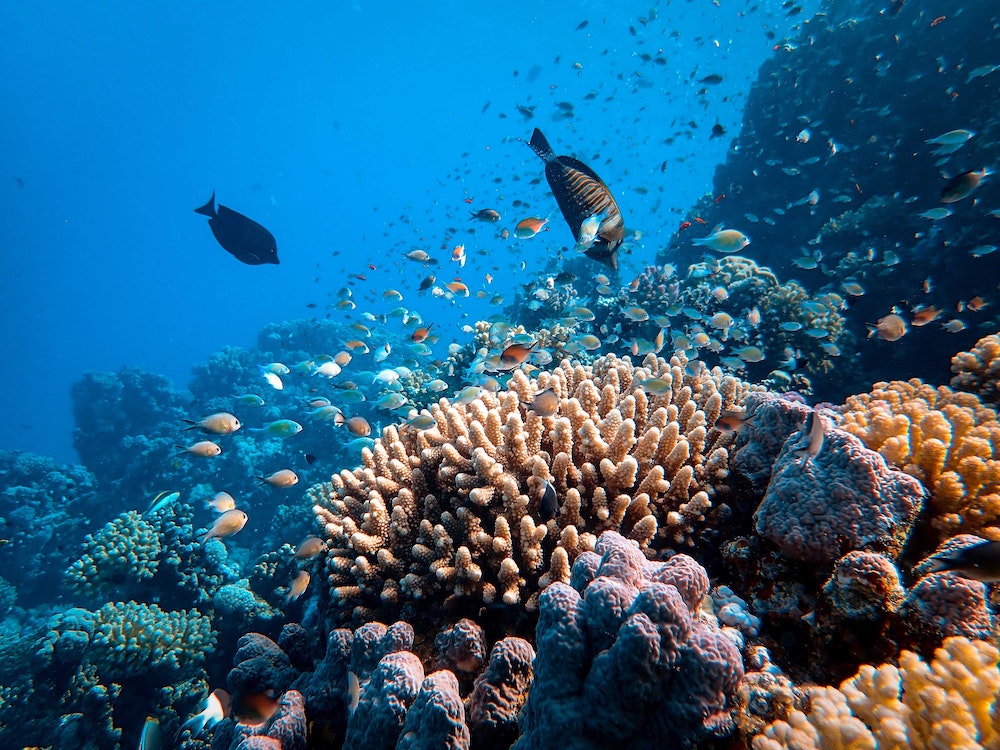 Coral reef and fish in the Red Sea, Egypt